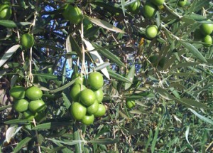 aumenta demanda