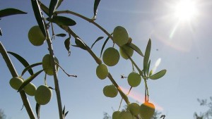 verdeo-aceituna-k5mD--620x349@abc