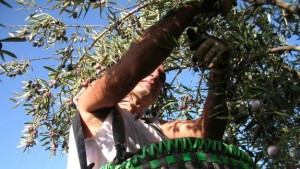 cacerena_xoptimizadax-kzLB-U202869695028PnC-575x323@Hoy