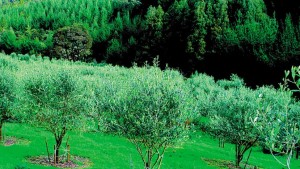 cc050916g019f04.jpg_258117318