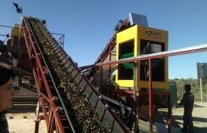 aceite-oliva-5-300x193