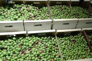 ACEITUNA-DE-MESA-2-300x200