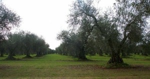 m_Olivares070110