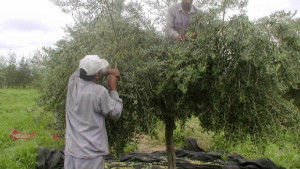 f620x350-105162_136180_22