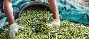 aceitunas-960-Télam