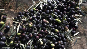 48322188-k0nF--620x349@abc