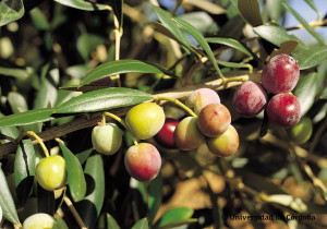 Arbequina-1