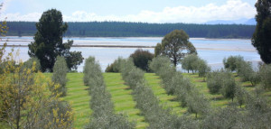 aforointernacionalnuevazelanda