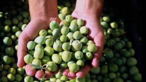 Aceitunas-alorenas_EDIIMA20130904_0278_4