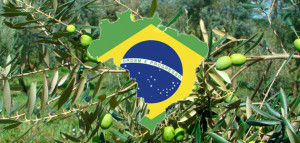brasilaceitunasprincipal