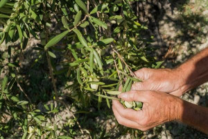 piden-al-gobierno-proteccin-para-la-aceituna-de-mesa-ante-eeuu