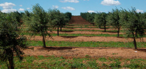 olivosalentejo
