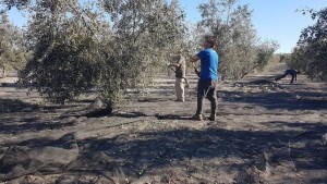 Exportadores-critican-aranceles-EEUU-aceituna_EDIIMA20180120_0194_4