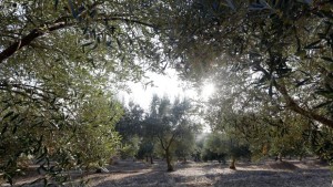 olivar1-kGOD--620x349@abc