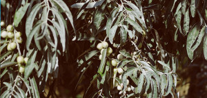 olivarCOI