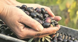 Aceituna-negra-iStock