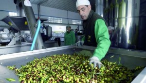aceitunas-aceituneros-olivas-cba
