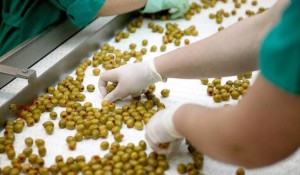 instalaciones-de-agro-sevilla-agro-sevilla